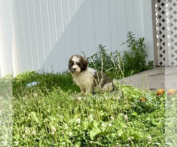Medium Photo #5 Zuchon Puppy For Sale in MOUNT PLEASANT, MI, USA