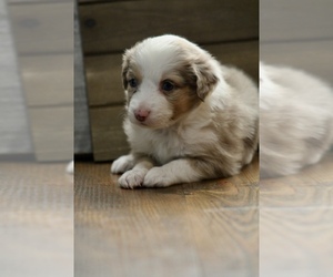 Medium Miniature Australian Shepherd