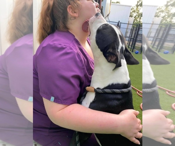 Medium Photo #2 American Staffordshire Terrier-Unknown Mix Puppy For Sale in columbia, SC, USA