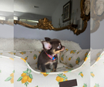 Small #13 Chihuahua