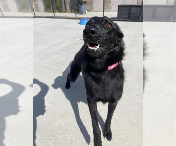 Medium Photo #3 Mutt Puppy For Sale in Elk Grove, CA, USA