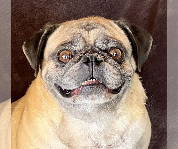 Medium Photo #1 Pug Puppy For Sale in Albuquerque, NM, USA