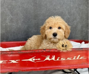 Goldendoodle Puppy for sale in OCALA, FL, USA
