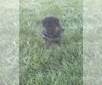 Small Photo #2 German Shepherd Dog Puppy For Sale in SUMPTER TWP, MI, USA