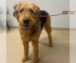Small Airedale Terrier
