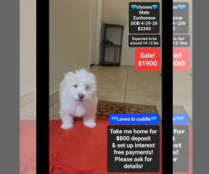 Havanese-Zuchon Mix Puppy for sale in TUCSON, AZ, USA