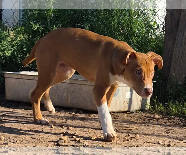 Medium Photo #1 Labrador Retriever-Staffordshire Bull Terrier Mix Puppy For Sale in Amarillo, TX, USA