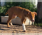 Small Labrador Retriever-Staffordshire Bull Terrier Mix