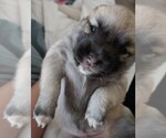 Small Photo #18 Pomsky Puppy For Sale in LOVELAND, CO, USA
