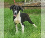 Small #1 Labrador Retriever Mix