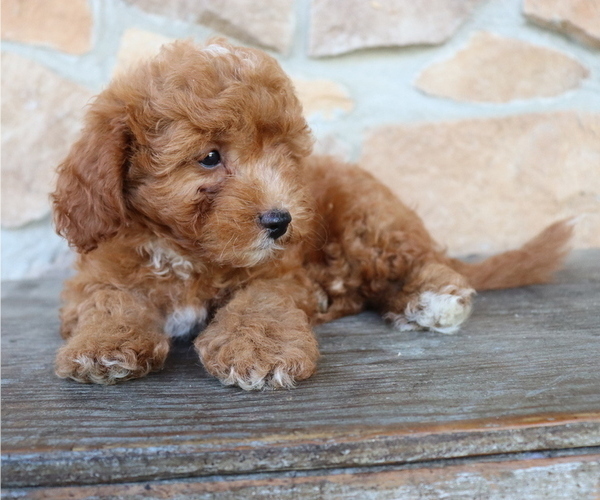 Medium Photo #4 ShihPoo Puppy For Sale in HONEY BROOK, PA, USA