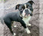 Small #1 American Bulldog