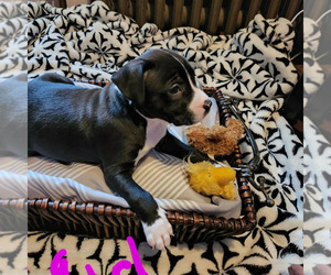 American Pit Bull Terrier-Labrador Retriever Mix Puppy for sale in CAMDEN, NJ, USA