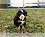 Puppy Charlie Bernese Mountain Dog-Miniature Bernedoodle Mix