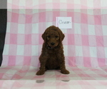 Small Photo #3 Goldendoodle-Poodle (Standard) Mix Puppy For Sale in EVART, MI, USA
