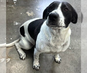 Beagle-Pointer Mix Dogs for adoption in Newfoundland, PA, USA