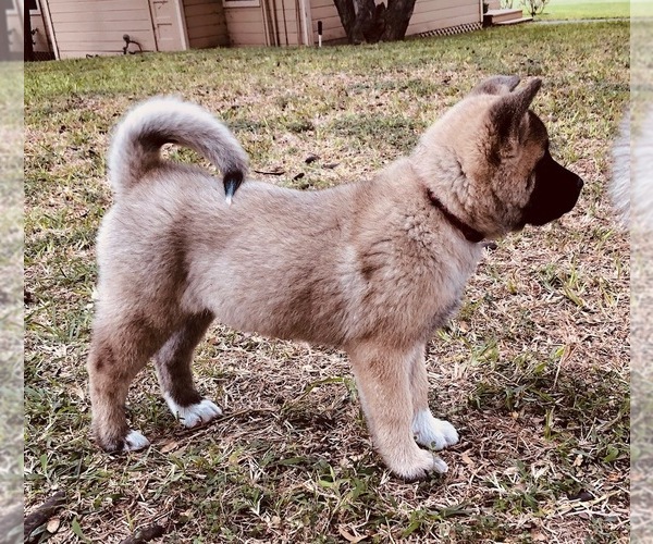 Medium Photo #1 Akita Puppy For Sale in MISSION, TX, USA