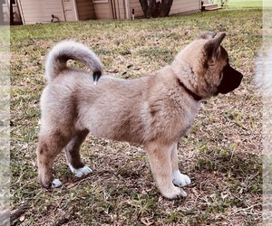 Akita Puppy for sale in MISSION, TX, USA