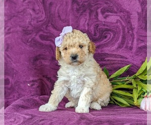 Poodle (Miniature) Puppy for sale in KIRKWOOD, PA, USA