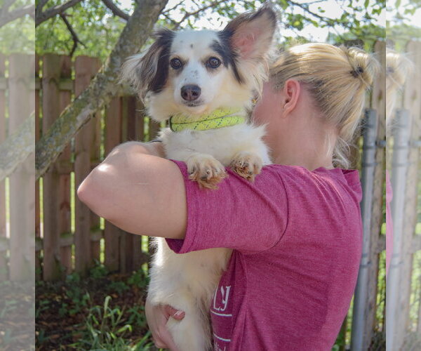 Medium Photo #6 Chion Puppy For Sale in Huntley, IL, USA