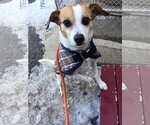 Small #9 Beagle Mix