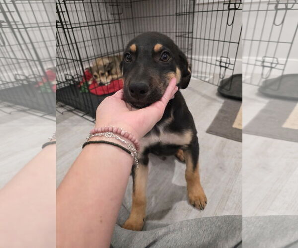 Medium Photo #2 German Shepherd Dog-Unknown Mix Puppy For Sale in MIDWAY, UT, USA