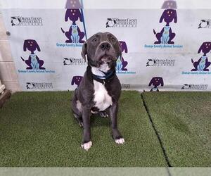 American Pit Bull Terrier-Unknown Mix Dogs for adoption in Orlando, FL, USA