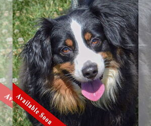 Australian Shepherd Dogs for adoption in Huntley, IL, USA
