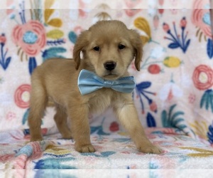 Golden Retriever Puppy for sale in LANCASTER, PA, USA