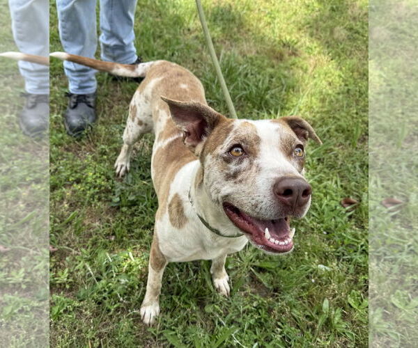 Medium Photo #8 Catahoula Leopard Dog-Unknown Mix Puppy For Sale in Woodbury, NY, USA