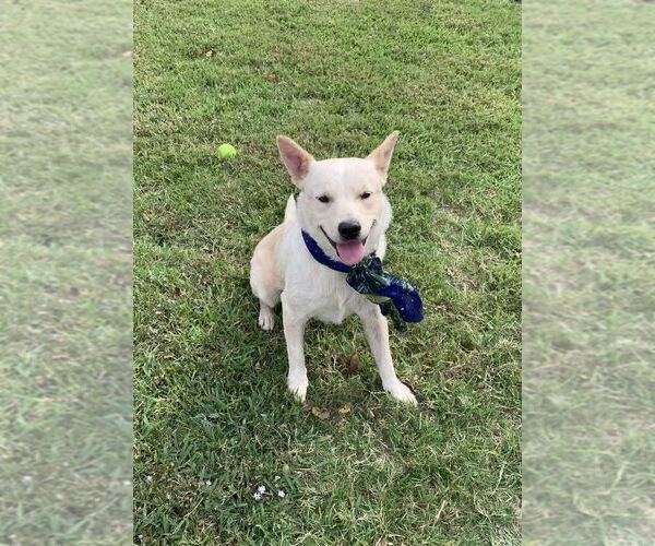 Medium Photo #2 Mutt Puppy For Sale in San Leon, TX, USA
