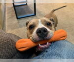 Small #1 Staffordshire Bull Terrier Mix