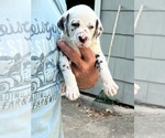 Small Photo #5 Dalmatian Puppy For Sale in WEBSTER, NY, USA
