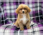 Small Photo #10 Cava-Tzu-Poodle (Miniature) Mix Puppy For Sale in LAKELAND, FL, USA