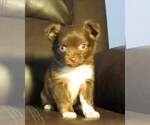 Small #6 Chihuahua