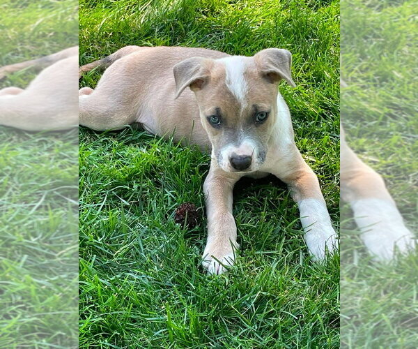 Medium Photo #14 Mutt Puppy For Sale in Wenonah, NJ, USA