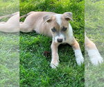 Small #13 Mutt