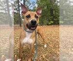 BILLY - Male Mutt Dog for Adoption - Small photo
