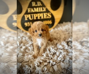 Cavapoo (Miniature) Puppy for Sale in CROSSVILLE, Tennessee USA