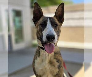 Bull Terrier-Unknown Mix Dogs for adoption in Las Vegas, NV, USA