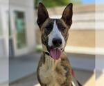 Small Bull Terrier Mix