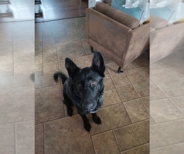 Medium Photo #1 German Shepherd Dog Puppy For Sale in MILTON FREEWATER, OR, USA