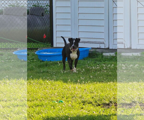Medium Photo #6 American Pit Bull Terrier-Unknown Mix Puppy For Sale in Germantown, OH, USA