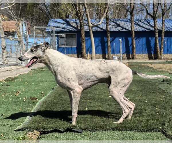Medium Photo #4 Greyhound Puppy For Sale in Cherry Hill, NJ, USA