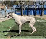 Small #3 Greyhound