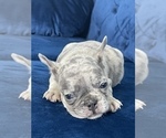 Small #54 French Bulldog