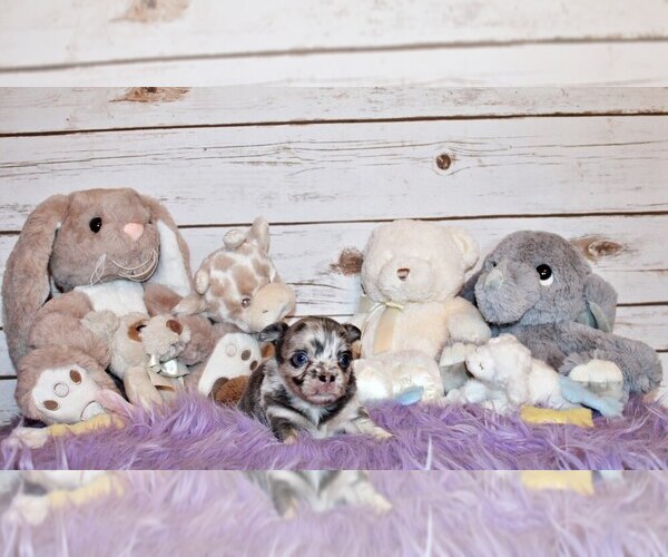 Medium Photo #49 Chihuahua Puppy For Sale in CHARLESTON, AR, USA