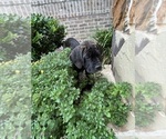 Small #3 Cane Corso