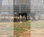 Small #5 Treeing Walker Coonhound