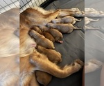Small Golden Retriever